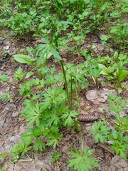 Ranunculus propinquus