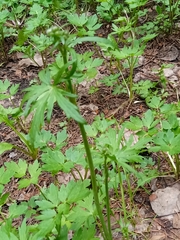 Ranunculus propinquus