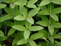 Hylotelephium verticillatum