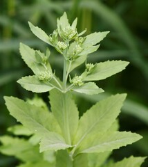 Hylotelephium verticillatum