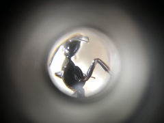 Camponotus japonicus