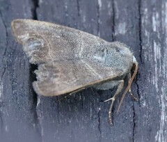 Charanyca trigrammica