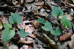 Viola sieheana