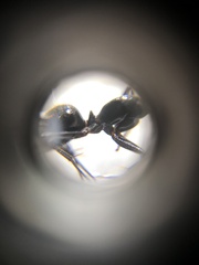 Camponotus japonicus