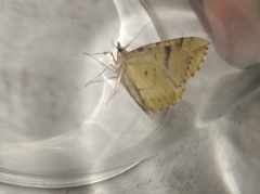 Eulithis mellinata
