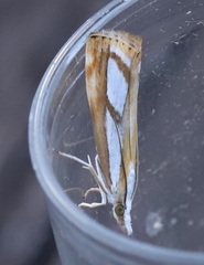 Catoptria permutatellus