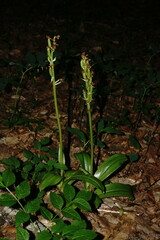 Orchis pallens