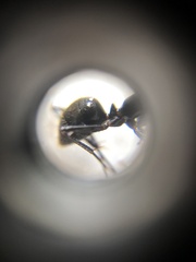 Camponotus japonicus