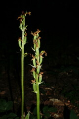 Orchis pallens