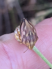 Odontotarsus callosus