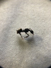 Camponotus japonicus