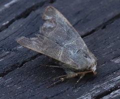 Charanyca trigrammica