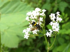 Chrysotoxum bicinctum