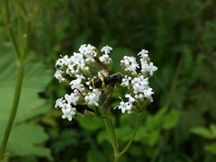 Chrysotoxum bicinctum