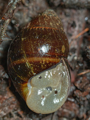 Caryodes dufresnii