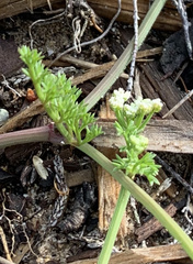 Dasispermum