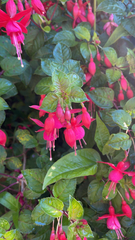 Fuchsia × hybrida