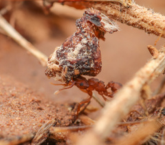Cyphomyrmex flavidus