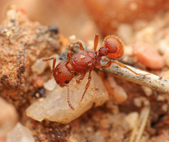 Tetramorium hispidum