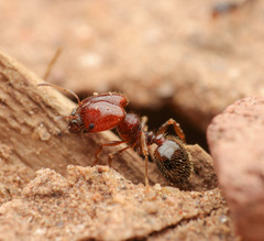 Pheidole xerophila