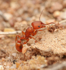 Pogonomyrmex imberbiculus