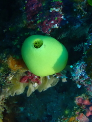 Leucetta chagosensis