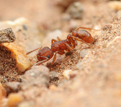 Tetramorium hispidum