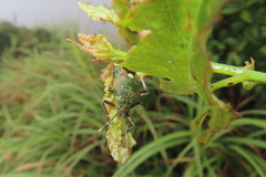 Eocanthecona formosa