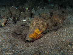 Conus canariensis