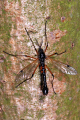 Tanyptera nigricornis