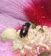Divales bipustulatus