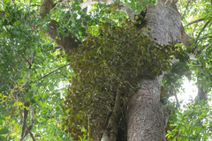 Ficus deltoidea