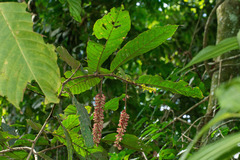 Antidesma tomentosum