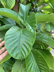 Beaumontia grandiflora