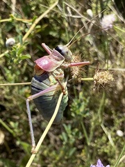 Ephippiger provincialis