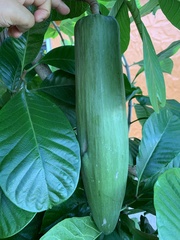 Beaumontia grandiflora
