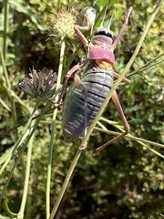 Ephippiger provincialis