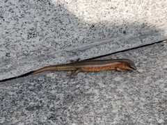 Plestiodon chinensis