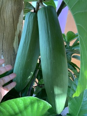 Beaumontia grandiflora