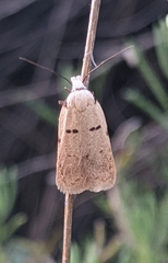 Stibaromacha ratella