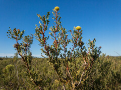 Banksia baxteri