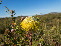 Banksia baxteri