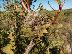 Banksia baxteri