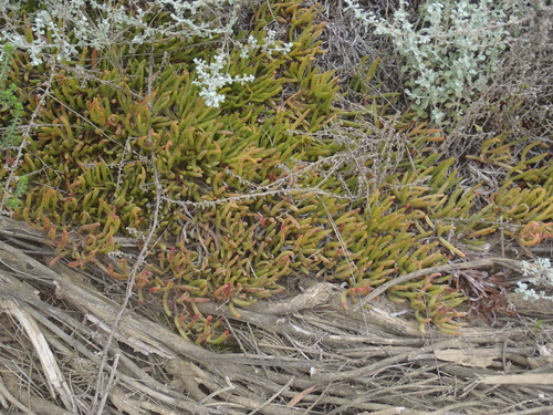Image of Jordaaniella maritima by (c) Nicola van Berkel, some rights reserved (CC BY-SA)