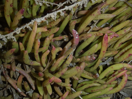 Image of Jordaaniella maritima by (c) Nicola van Berkel, some rights reserved (CC BY-SA)