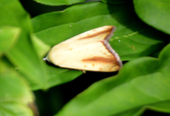 Xanthodes intersepta