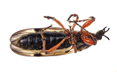 Bibio xanthopus
