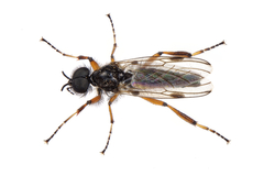 Bibio xanthopus