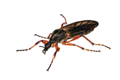 Bibio xanthopus