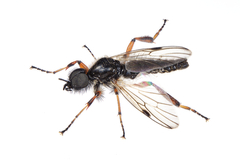 Bibio xanthopus
